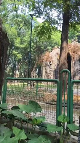 A video shows a zoo enclosure with two giraffes visible behind a green metal fence. One giraffe stands in the background, while the other is partially obscured by a stone structure designed to resemble a ruin, possibly an artificial habitat or shelter. Lush green trees and foliage surround the enclosure, and the ground is covered with dry leaves and grass. The video is taken from a slightly low angle, looking up towards the giraffes and their environment.