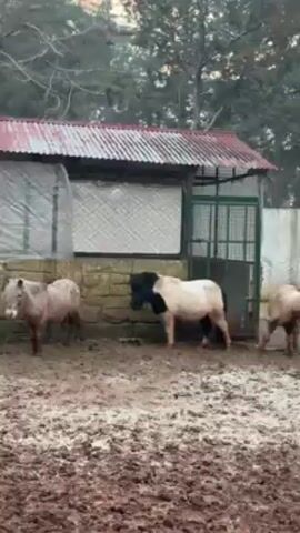 The video shows two small ponies in a muddy enclosure. One pony is mostly brown and gray, while the other has a white body with a black head and neck. They are standing near a low stone wall with a partially covered, red-roofed structure behind it. The enclosure is muddy and appears to be outdoors, possibly at a farm or zoo. Trees can be seen in the background. There is no discernible human presence in the video.