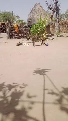 The video shows a courtyard in a rural area. There are several traditional houses with thatched roofs visible in the background. A fence made of branches and sticks encloses an area where a yellow bag is hanging. A small wooden bench sits in the sandy courtyard, and shadows from nearby trees fall across the ground. There is firewood stacked in the background. The sky is clear and the lighting suggests it is daytime. There is no obvious activity in the courtyard.