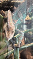 Chameleon observed in Moscow terrarium during feeding behavior