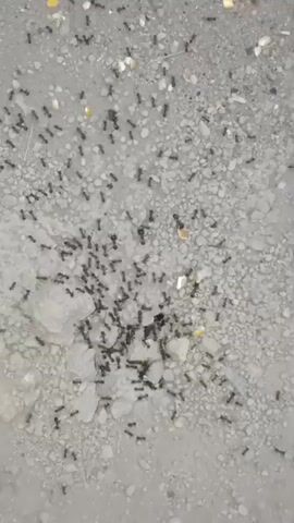 A close-up, top-down shot shows a swarm of black ants on a gray, pebbly surface. Some of the ants are clustered together, while others are spread out. There are also a few yellow kernels of corn scattered on the ground. The ants appear to be moving and interacting with each other.