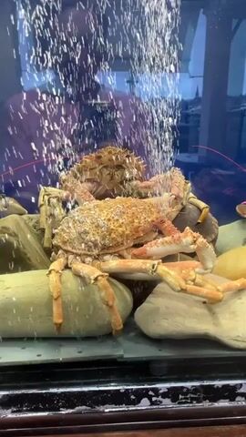 Two large crabs, possibly Japanese spider crabs, are positioned on rocks within an aquarium. Bubbles are rising vigorously from the bottom of the aquarium, creating a visual effect in the water. The crabs have spiny exoskeletons and long, segmented legs. One crab is positioned slightly behind and above the other. The aquarium appears to be illuminated, and there is a reflection of a person and possibly a building in the background, visible through the aquarium glass. The overall environment suggests an indoor setting, likely a restaurant or an aquarium exhibit.