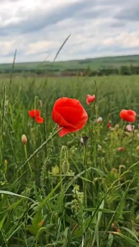 This is a close-up, low-angle video of a field of red poppies. The focus is on a single poppy in the foreground, with other poppies and green grass visible in the background. The sky is overcast with clouds. The video is very short, consisting of only a few seconds of footage, and shows no discernible action or interaction.