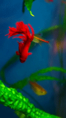 Colorful tropical fish and one corvid, shot in Abakan