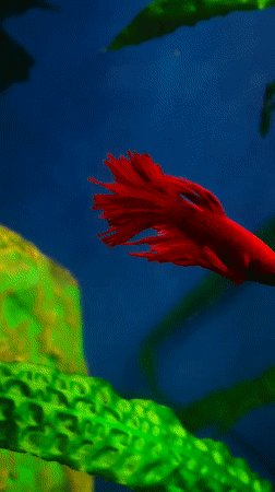 Colorful tropical fish and one corvid, shot in Abakan