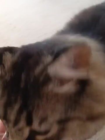 A close-up shot shows a person's hand gently petting a cat's chin and cheek. The cat, a tabby with brown and black markings, appears relaxed with its eyes partially closed. The background is blurred but suggests an indoor setting with a light-colored surface, possibly carpet or fabric. The video captures a moment of affection between the person and the cat.