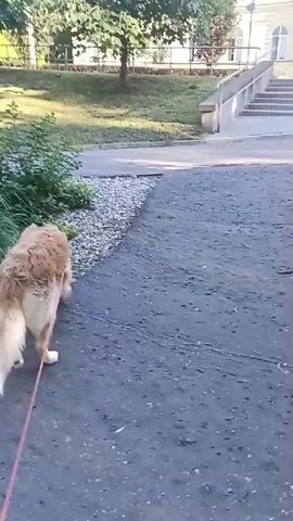 The video shows a golden retriever dog walking on a leash down a paved path. The dog is facing away from the camera and is being led by its owner, whose hand is visible holding the leash. The environment appears to be an outdoor park or residential area with grass, trees, and a sidewalk. The sun is shining, casting shadows on the ground.