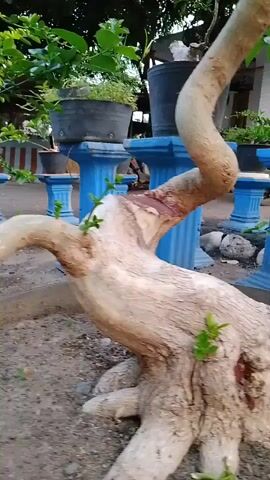 A close-up video shows the base and trunk of a bonsai tree. The tree has a thick, gnarled trunk with a light tan color. Several branches extend from the trunk, some with new green leaves growing. The tree is planted in dark soil. In the background, there are several potted plants on blue pedestals. The environment appears to be outdoors.