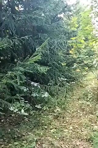 A handheld video shows a forest path with trees on both sides. The path is covered with fallen leaves and pine needles. There is a bright red mushroom visible on the ground near the path. The camera moves erratically, at times shaking and blurring the image.