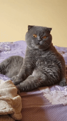 Ordinary Friday morning: cats, weather, and city life