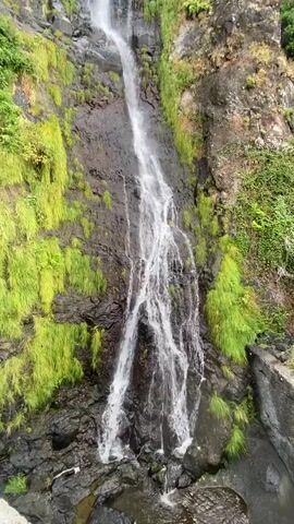 A tall, narrow waterfall cascades down a rocky, moss-covered cliff. The water is white and foamy, splitting into several streams as it descends. Lush green grass grows in clumps along the sides of the cliff, and some darker vegetation can be seen further up. The rock face is dark and appears wet. The overall environment is natural and rugged.