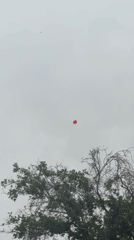 Red balloon spotted floating above Tashkent tree amid children's voices