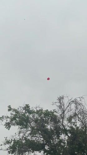 Red balloon spotted floating above Tashkent tree amid children's voices