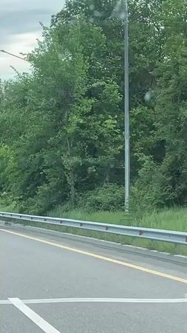 The video shows a view from a moving vehicle driving on a paved road with a metal guardrail on the side. There are white and yellow lane markings on the road. Beyond the guardrail, there's a green, lush embankment with trees and bushes. Streetlights are visible along the road. A road sign indicating an upcoming intersection is also seen. The sky is overcast.