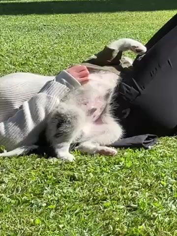 A woman is lying on her back on a patch of green grass, her legs bent. She is wearing a light-colored sweater and dark pants. A small, gray and white puppy is lying on her chest, belly up, while the woman scratches its stomach. The puppy playfully grabs at the woman's hand. The scene is brightly lit, suggesting it is outdoors on a sunny day. A black cloth or mat is visible beneath the woman.