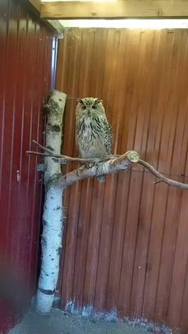 The video shows a Eurasian Eagle-Owl perched on a branch in an enclosure. The owl has distinctive ear tufts and mottled brown and white plumage. It is looking directly at the camera. The enclosure appears to be made of wood, with red paneling on the left and vertical wooden planks on the back. A white birch log is also present in the enclosure, supporting the branch the owl is perched on. The owl remains still throughout the short clip.