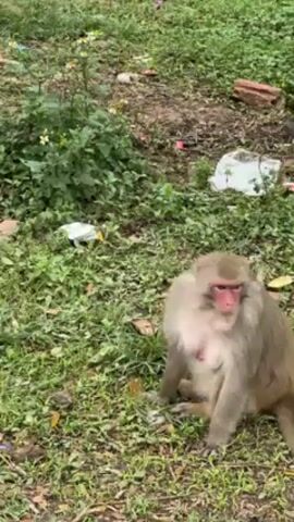 The video shows a group of monkeys in a park-like environment. Some are sitting or standing on the grass, while others are near a red and white pole. One monkey is climbing the pole and appears to be eating something. There is trash scattered around the area. A sign is visible in the background, partially obscured.