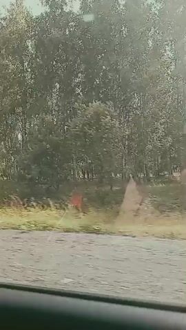The video shows a view from inside a vehicle, looking out at a wooded area. The ground is wet, suggesting it might be raining or has recently rained. The trees are dense with green and some brown foliage, indicating it is likely autumn. There is a road or path in the foreground. The camera is moving, giving a sense of travel.