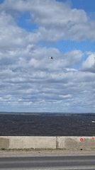Birds observed flying over waterway in Chaikovsky, Russia