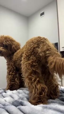 A brown poodle puppy is standing and then sits on a gray and white blanket in a room. The puppy is facing away from the camera and looking to the left. In the background, there is a gray wall and a black television on a white dresser.