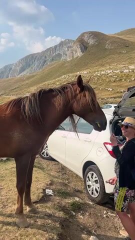 The video opens with a close-up of a brown horse's head and neck. The horse is standing next to a white car, with its head turned towards a person who is holding something up to the horse's nose. The person is wearing a hat and sunglasses, and appears to be offering food to the horse. In the background, there are mountains and a blue sky with clouds. The video then cuts to a wider shot showing several horses in a grassy field, with people interacting with them. One person is standing near a table, while others are gathered around. The sun is shining brightly, and the overall scene is set in a mountainous, outdoor environment.