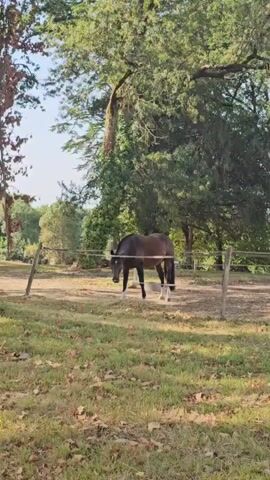 A brown horse stands in a fenced-in pasture. The horse is facing left and has white markings on its legs. The pasture is covered in dry grass and fallen leaves. Behind the pasture, there are several trees with green foliage and a large ivy-covered tree trunk. The sky is visible through the trees. The video is taken from a medium distance.