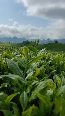 The video showcases a close-up view of a lush green tea plantation. The tea plants are dense and vibrant, with young leaves reaching towards the sky. In the background, a rolling landscape of hills and mountains can be seen under a sky dotted with fluffy white clouds. The day appears bright and sunny.