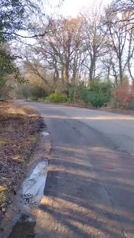 The camera looks out over a country road. Bare trees line both sides of the road, and there are fallen leaves on the shoulder. The road curves gently into the distance. The lighting is soft, with long shadows stretching across the pavement.