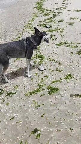 The video shows a dog exploring a beach covered in seashells and seaweed. The dog, gray with white markings, wears a harness and initially walks around a cluster of seaweed, its tail wagging. Then, a person's legs and a leash appear, indicating they are walking the dog. The dog picks up a stick or piece of debris and trots towards the water, leaving paw prints in the sand. The scene is sunny, and the ocean is visible in the background.