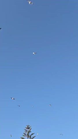 A video opens with a clear blue sky with several birds flying at different altitudes. The camera pans down to reveal a white cylindrical tower with a conical roof. The tower has dark red markings on its upper section and a dark red door at its base. There are some dark green bushes at the bottom of the frame. The birds continue to fly in the sky as the camera continues to pan down. The video ends with the tower filling most of the frame.