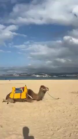 The video shows two camels lying down on a sandy beach on a partly cloudy day. Both camels are equipped with riding gear, one with a yellow saddle pad with blue stripes and the other with a pink patterned saddle pad. In the background, there's a view of a city skyline along the coastline. The foreground shows the shadow of the person recording the video.