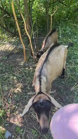 A hand wearing a pink glove pets a goat's head. The goat has tan and black markings and curved horns. Another goat is behind it, also with tan and black markings and smaller horns. Both goats are in a wooded area with green foliage and dry leaves on the ground. The larger goat is tethered by a white rope around its neck.