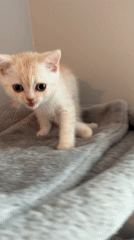 Kittens and their mom hanging out at home in Fort Erie