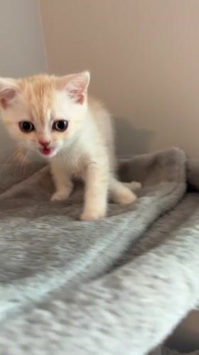 Kittens and their mom hanging out at home in Fort Erie