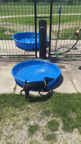 A man is filling a blue plastic kiddie pool with water using a hose. The pool is on a concrete patio near a grassy area. A small black dog is sniffing around the edge of the pool. Another identical pool partially filled with water is behind the first. A black metal fence surrounds the area, and beyond the fence is a large grassy field with other dogs and people. The man is wearing a black tank top, black shorts, and a black bucket hat. He has tattoos on his arms and legs. The day is sunny and bright.