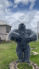 Gorilla costume draws a crowd outside a Jos building