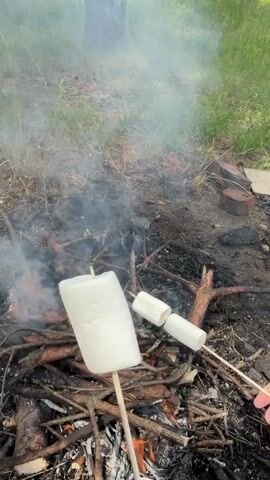 The video shows a close-up of three marshmallows on skewers being roasted over a campfire. The marshmallows are white and cylindrical. The campfire is made of dry branches and twigs, and there is smoke rising from it. The ground around the campfire is covered in ash and dirt, with some patches of green grass and fallen leaves. In the background, there is a blurred view of trees and vegetation. The lighting suggests it is daytime. The camera angle is from above, looking down at the fire and marshmallows. No faces or distinct people are visible, only hands holding the skewers at the bottom right of the frame.