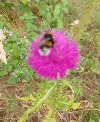 Wildflowers and a bumblebee along a summer path in Ukraine