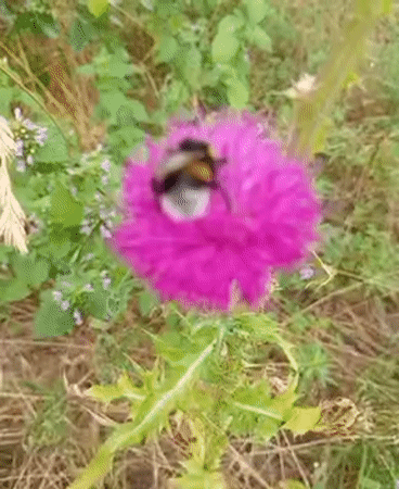 Wildflowers and a bumblebee along a summer path in Ukraine