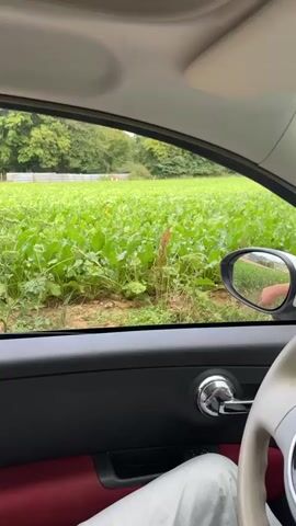 The video opens with a view from inside a car, looking out the passenger side window at a field of green crops. The crops appear to be large-leafed plants, possibly sugar beets or similar. A side mirror is visible, reflecting a person's hand pointing towards the field. The interior of the car shows a red door panel, a silver door handle, and a portion of the steering wheel. The camera then pans to show a closer view of the crops and the surrounding vegetation, including some taller brown stalks of plants. Finally, the video shifts to a view through the front windshield, showing a green field with scattered trees in the distance under a partly cloudy sky. The windshield has water droplets on it, suggesting it may have rained or is about to rain. The car appears to be on a paved road or path.