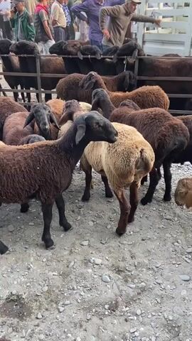 The video shows a livestock market. A flock of sheep, mostly dark brown and some lighter brown and black, are gathered in an outdoor area with a dirt and gravel ground. The sheep are standing close together in pens, some appear to be in the process of being moved or sold. In the background, several people are visible, some tending to the animals, others observing. The people are dressed in casual clothing. The environment appears to be a busy, open-air market.
