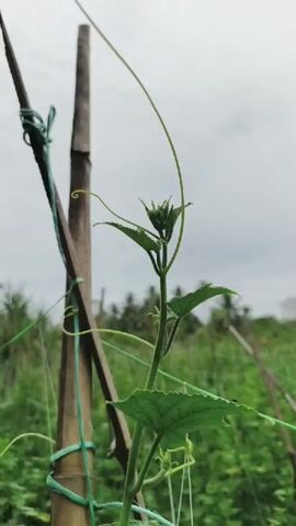 A close-up shot focuses on a young green plant with a delicate vine reaching upwards, supported by bamboo stakes and green ties. The plant has several leaves and appears to be in a growth stage. In the background, a field of lush green vegetation stretches out under a cloudy sky, with some trees visible in the distance. The overall impression is one of a natural, outdoor setting, possibly a garden or farm.