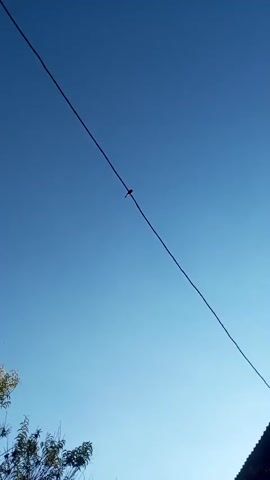 The video shows a bird perched on a wire against a clear blue sky. The wire runs diagonally across the frame from the top left to the bottom right. The bird is small and silhouetted, with its back to the camera. Its tail feathers are slightly fanned out. There are a few other small dark specks in the sky, which could be other birds or insects. In the lower left corner of the frame, some green foliage from a tree is visible, as well as a small portion of a dark roof in the lower right. The bright blue sky suggests it is daytime, likely morning or afternoon, with clear weather. The scene is peaceful and serene, focusing on the solitary bird in its natural environment. There is no visible text in the video.