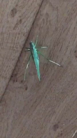 A close-up, high-angle shot shows a green katydid with long antennae and legs on a wooden floor. The katydid is positioned diagonally across the frame, with its head towards the top left and its tail towards the bottom right. The katydid is mostly still, with only slight movements of its antennae and legs visible. The wooden floor has a light brown color with a wood grain pattern. The lighting appears to be artificial, casting a slight blue-green hue on the katydid.