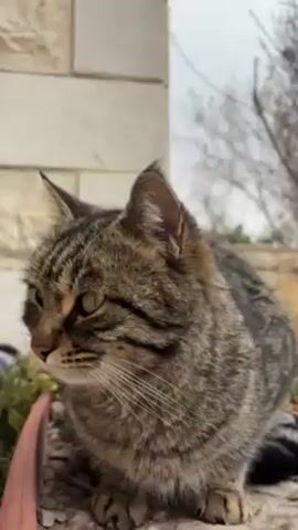 The video shows a close-up of a tabby cat sitting in a flower pot. The cat is gray and brown with dark stripes. It has green eyes and a pink nose. The cat looks directly at the camera and then glances to the side. The background is blurry, but it appears to be an outdoor setting with a building and some trees.