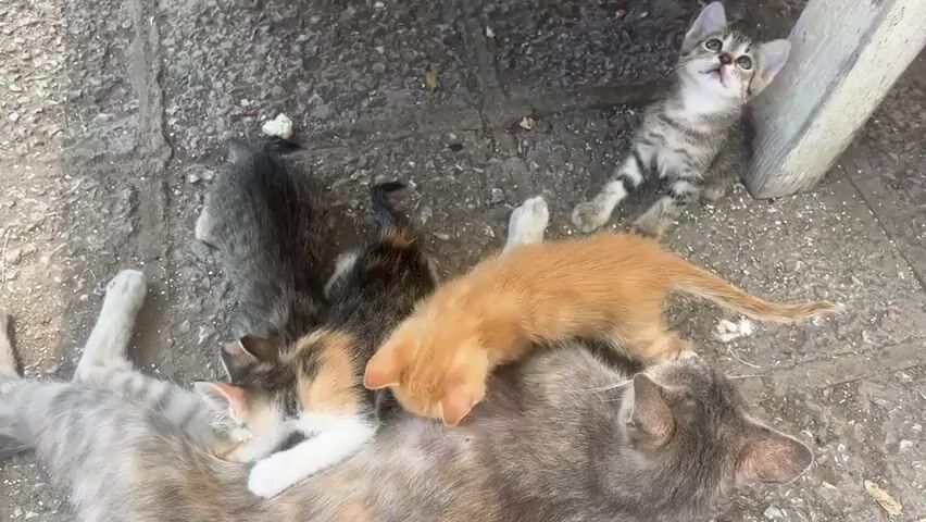 A mother cat lies on a concrete surface surrounded by her kittens. One kitten is sleeping while others are feeding from the mother. The kittens are of various colors, including orange, grey, and calico. A wooden structure is visible in the background.