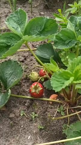 This video captures a close-up view of a strawberry plant growing in soil. Several green leaves are visible, along with some developing and ripe strawberries. One ripe red strawberry is prominently featured in the foreground. The ground beneath the plant appears to be dark soil with some small weeds and a few fallen leaves. The lighting suggests it is daytime.