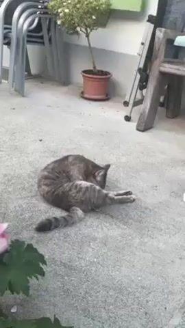 The video shows a cat grooming itself on a concrete patio. The cat is mostly gray with darker mottled markings and a striped tail. It is lying on its side, with its hind legs extended and grooming the fur on its legs. Behind the cat are some stacked metal chairs, a potted tree, a ladder, and a wooden chair. A pink flower is visible in the foreground.