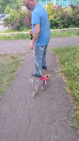 A man, wearing glasses, a blue polo shirt, and jeans, is walking a small Yorkshire Terrier on a leash. The dog is wearing a red harness. They are on a paved path next to a grassy area with bushes and trees in the background. A street and some buildings are visible in the distance. The scene appears to be outdoors during the daytime, likely in a park or residential area. The weather seems pleasant. The man is holding a retractable leash. The dog is facing away from the camera and appears to be sniffing the grass. There is no visible text in the video.