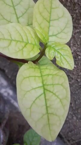 The video shows a close-up of a plant with light green leaves and darker green veins. The plant has a reddish-brown stem and is situated near a gray, textured surface. The focus shifts slightly, zooming in closer to the details of the leaf venation.
